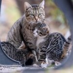 A tabby cat with kittens nestled under an outdoor structure, showcasing family bond in nature.