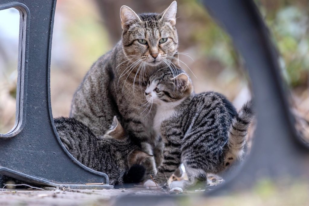 A tabby cat with kittens nestled under an outdoor structure, showcasing family bond in nature.
