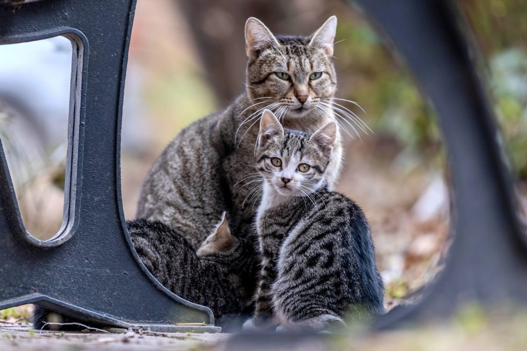 A tender moment between a tabby cat and kittens captured outdoors.