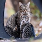 A tender moment between a tabby cat and kittens captured outdoors.