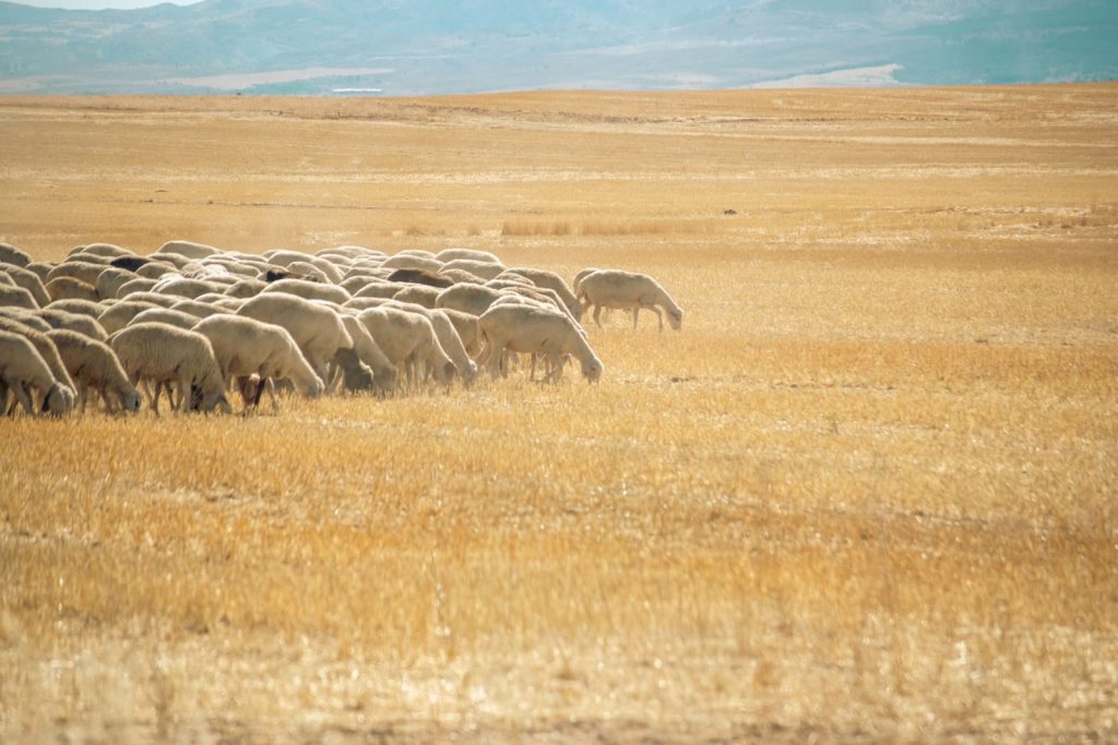 A serene scene of sheep grazing in a vast, sunlit golden field under a clear sky.