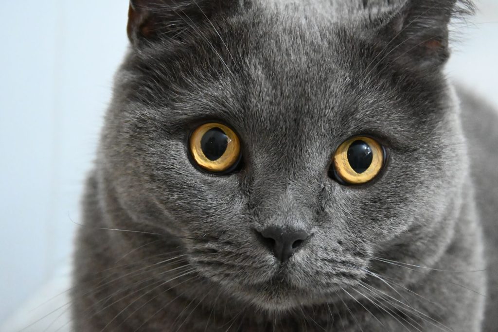 Adorable British Shorthair cat with striking golden eyes in a close-up shot.