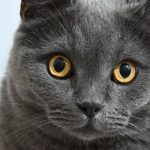 Adorable British Shorthair cat with striking golden eyes in a close-up shot.