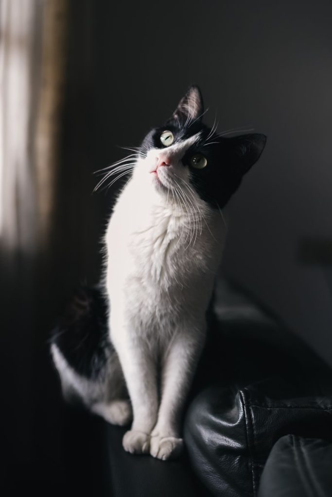 A black and white cat curiously gazing by a softly lit window indoors.