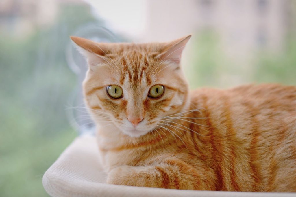 A cute orange tabby cat lounging indoors with a blurred outdoor background.