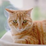 A cute orange tabby cat lounging indoors with a blurred outdoor background.