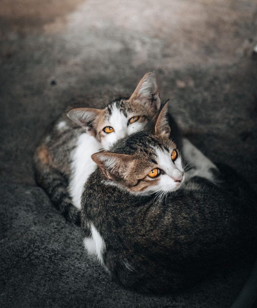 Two cats cuddle closely, with vivid eyes, conveying warmth and companionship. Indoors setting.