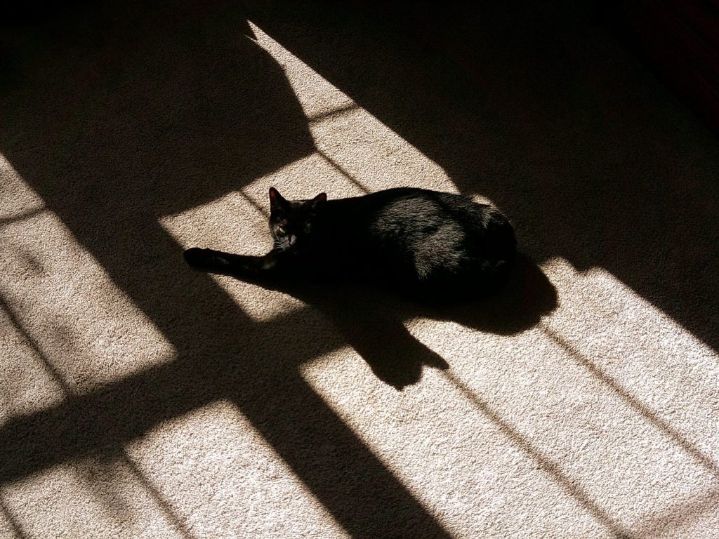 A black cat relaxing in sunlight, casting shadows on carpet indoors.
