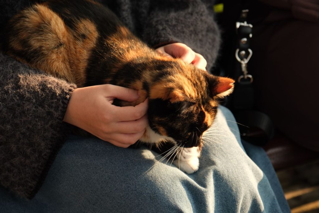 A calico cat enjoys a cozy moment on a person's lap, basking in warm sunlight.