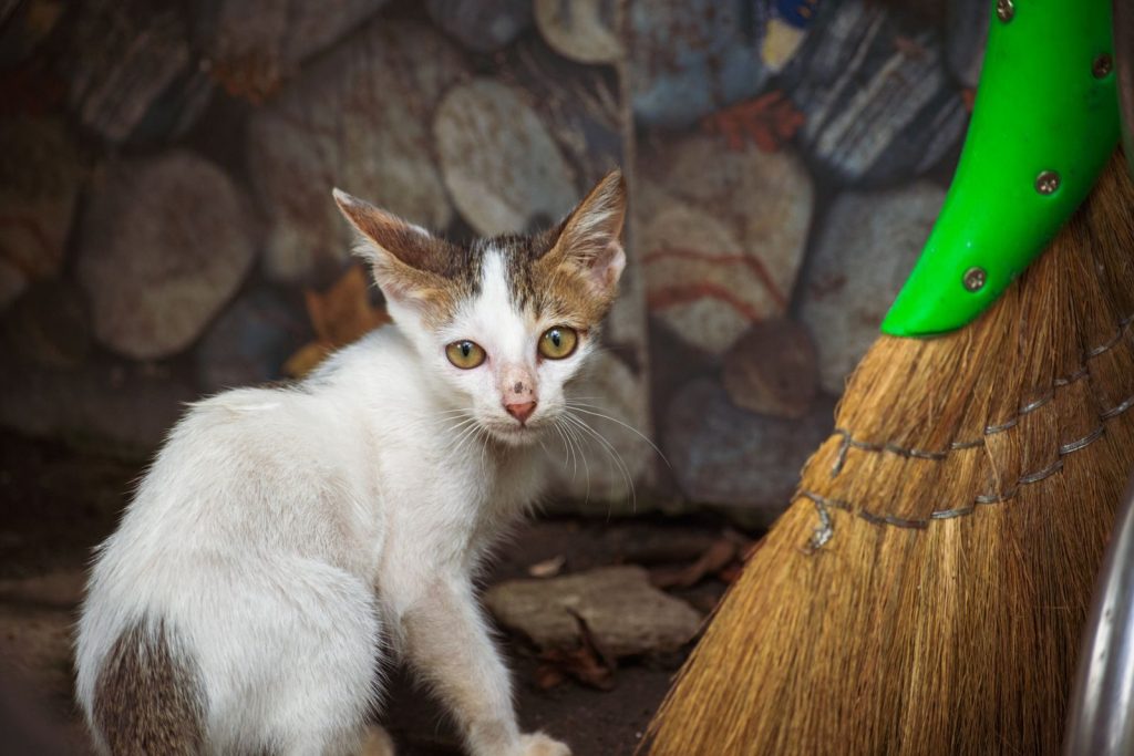 A curious stray kitten with mixed fur near a colorful broom outdoors.