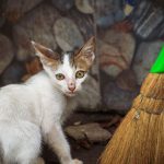 A curious stray kitten with mixed fur near a colorful broom outdoors.