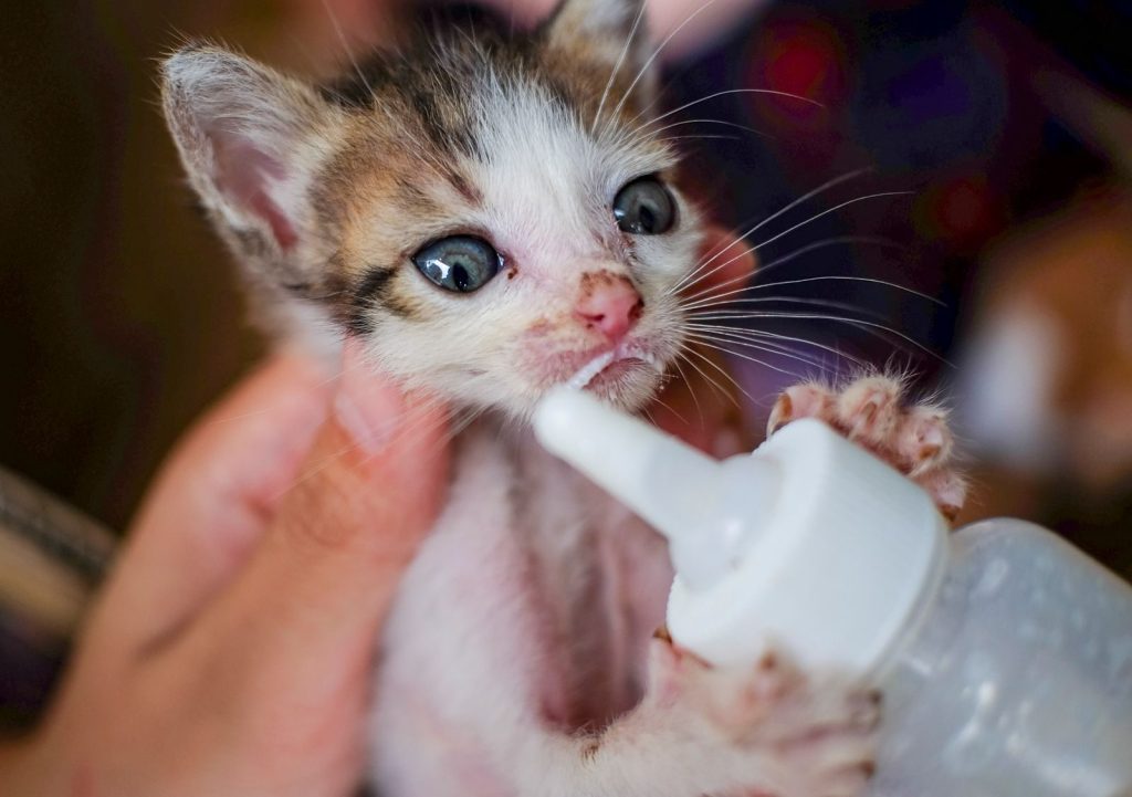 Adorable kitten being bottle-fed, showcasing tender care and love.