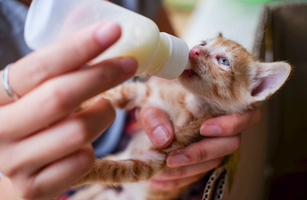A cute ginger kitten being fed with a bottle by hand, showing love and care.