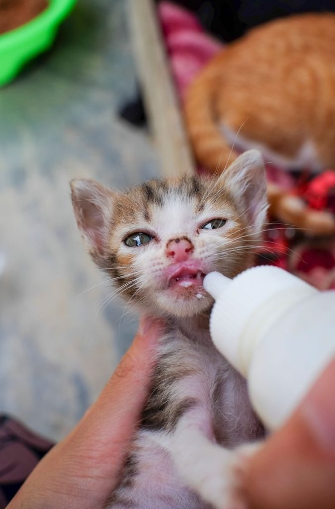 Close-up of a kitten being bottle-fed outdoors in Nha Trang, Vietnam, showcasing care and nurturing.