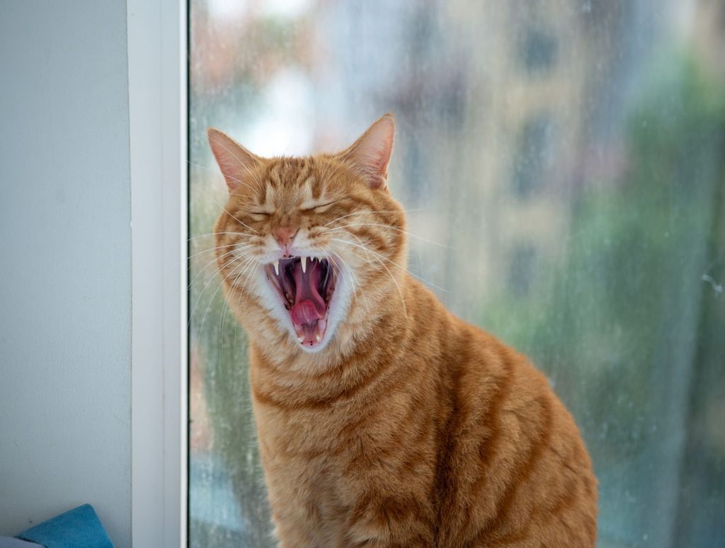 Cute ginger tabby cat yawning by a window, showcasing its fangs in a relaxed indoor setting.