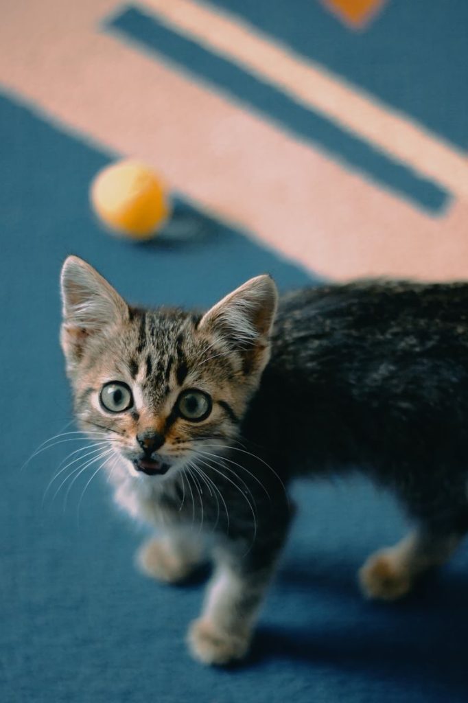 Adorable tabby kitten on carpet looking curious near a toy ball.
