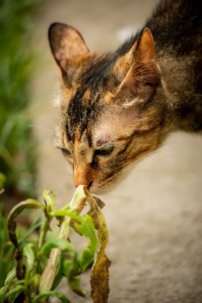 A tabby cat investigates a wilting plant outdoors, exhibiting natural curiosity and behavior.