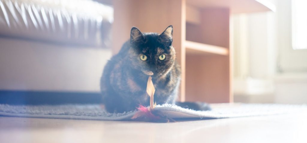 Charming tortoiseshell cat playing with a toy indoors, capturing the playful essence of domestic life.