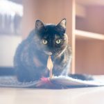 Charming tortoiseshell cat playing with a toy indoors, capturing the playful essence of domestic life.