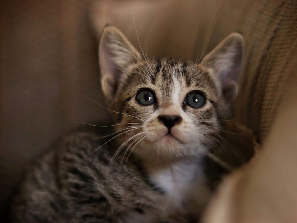Adorable tabby kitten with bright eyes peeking from a cozy spot indoors.