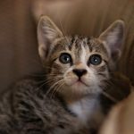 Adorable tabby kitten with bright eyes peeking from a cozy spot indoors.