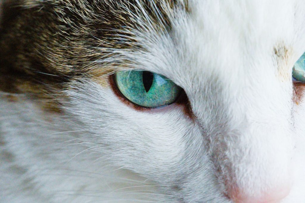 Intimate close-up of a cat's eye showcasing beautiful green iris details.