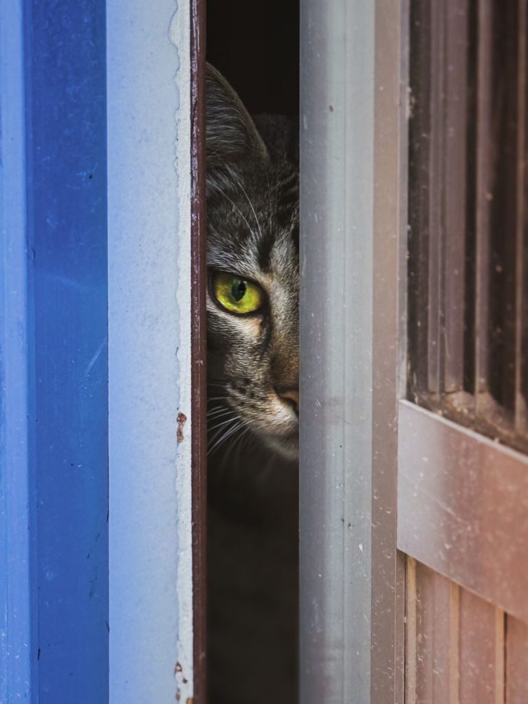 A cat with striking yellow eyes peeks through a partly open door, showcasing curiosity.
