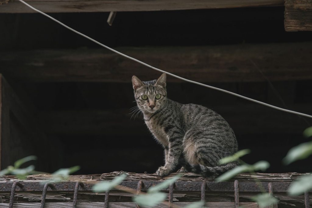 A curious tabby cat sits attentively on a rustic wooden fence outdoors, surrounded by greenery.