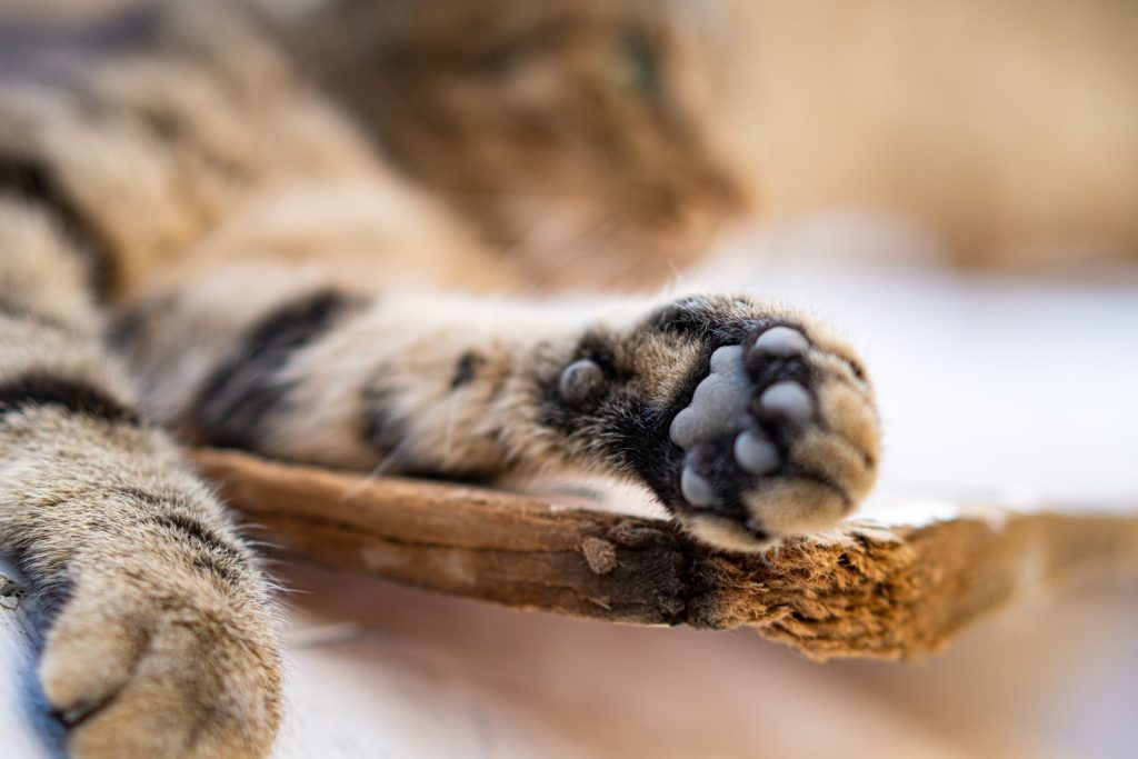 A detailed shot of a cat's paw resting on a wooden surface, showcasing the texture and softness.
