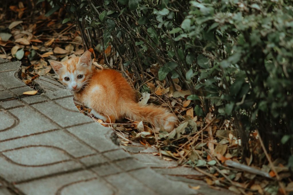 A stray ginger kitten rests amidst fallen leaves and greenery along a pathway.
