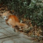 A stray ginger kitten rests amidst fallen leaves and greenery along a pathway.