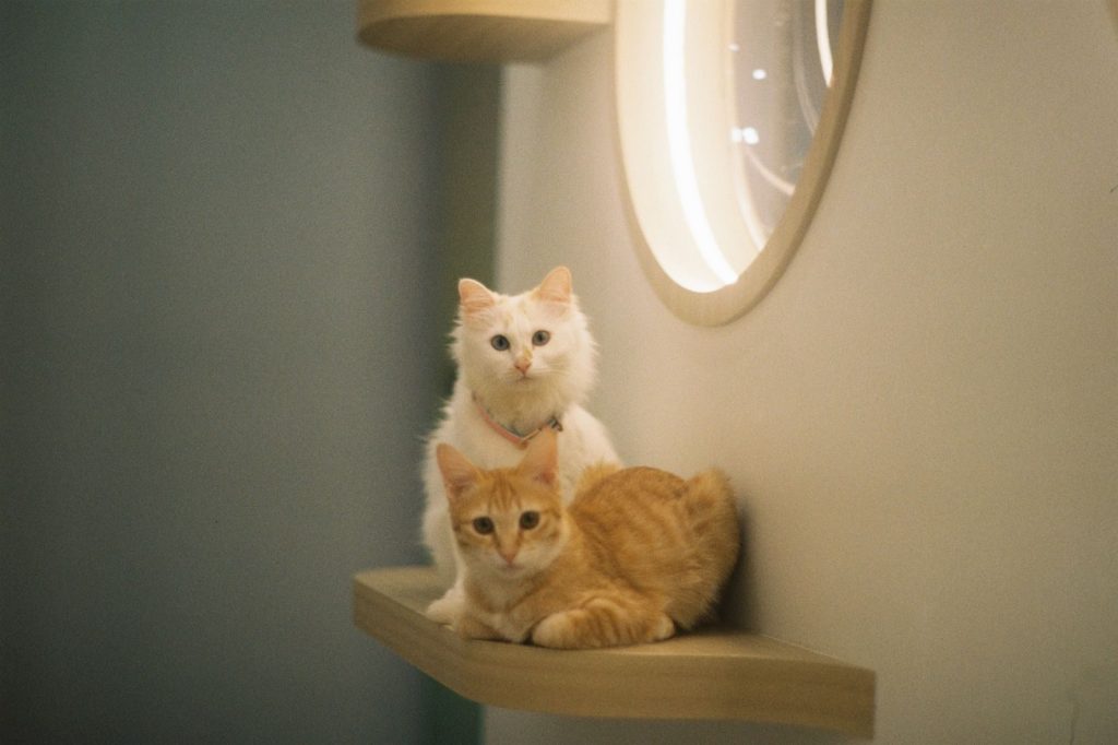 Two cute cats, white and ginger, relax on a modern indoor shelf next to a circular mirror.