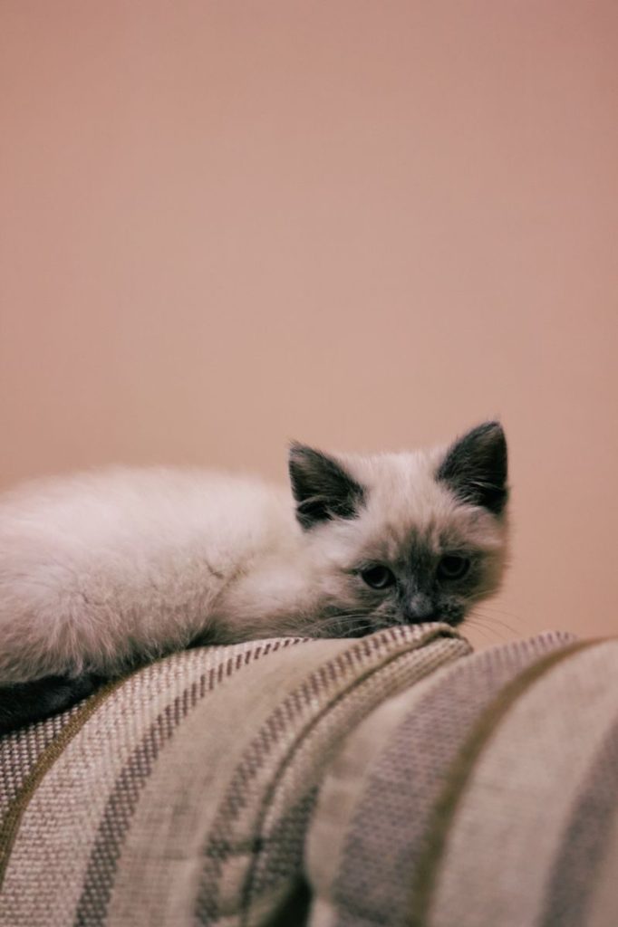 Cute Siamese kitten lying on a sofa, looking relaxed indoors.