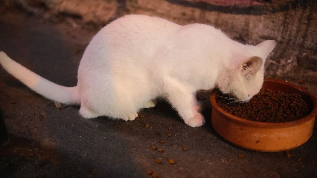 A white cat enjoying a meal from a brown bowl on a dimly lit street.