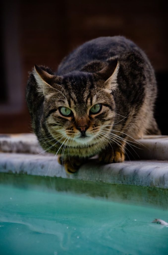 A focused tabby cat crouching by the edge of a pool, staring intently ahead.