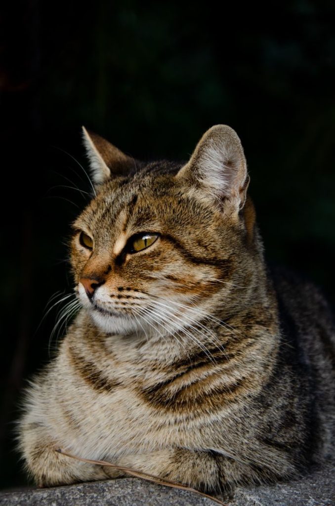 A serene tabby cat looking attentively with a dark blurred background, ideal for pet-themed content.