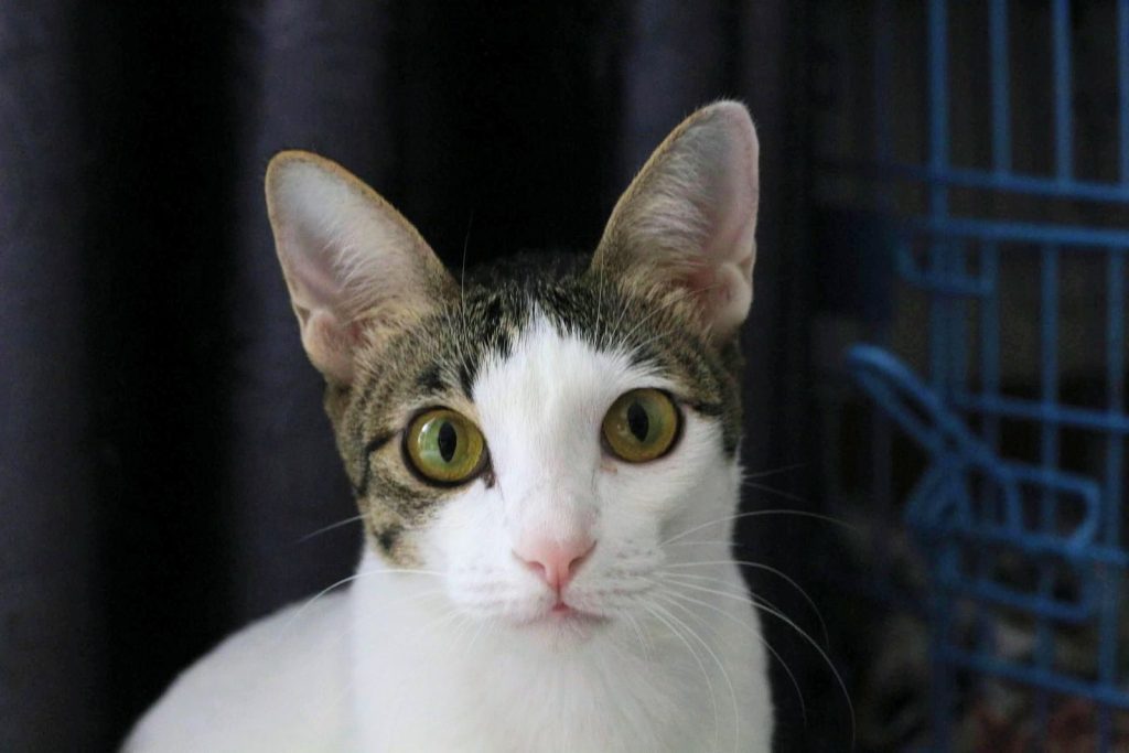 Close-up of a domestic cat with striking green eyes and a white coat.