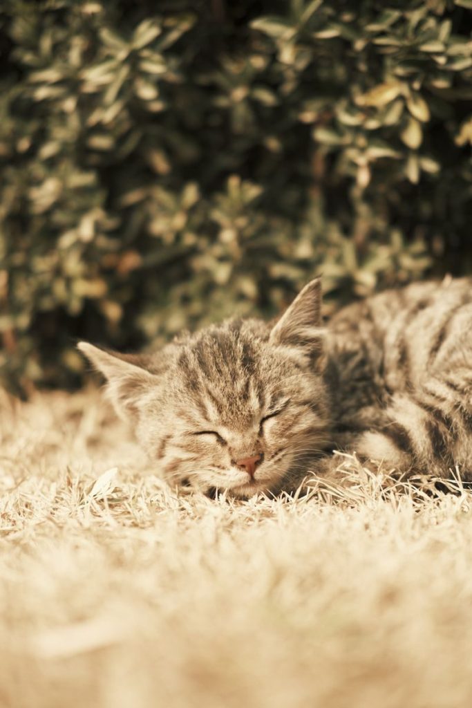 Cute tabby kitten peacefully sleeping on dry grass in warm sunlight.