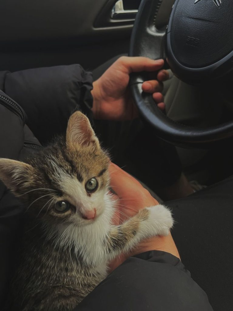 Cute tabby kitten comfortably sitting on owner's lap in a car interior.