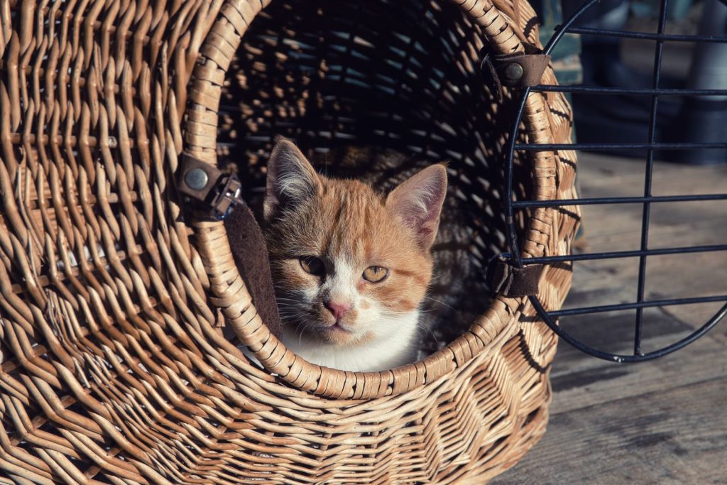 Ginger and white kitten in a cozy wicker basket, basking in afternoon light.