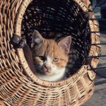 Ginger and white kitten in a cozy wicker basket, basking in afternoon light.