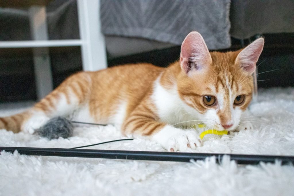 Adorable ginger kitten playing with a yellow toy on a fluffy white carpet indoors.