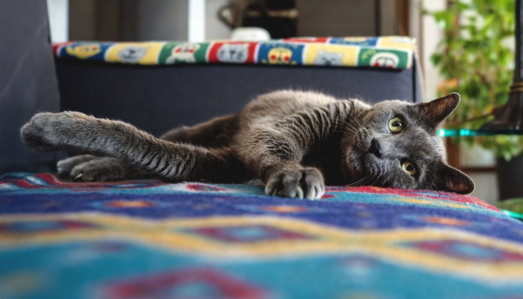 A cute gray cat lounging comfortably on a vibrant patterned blanket indoors.