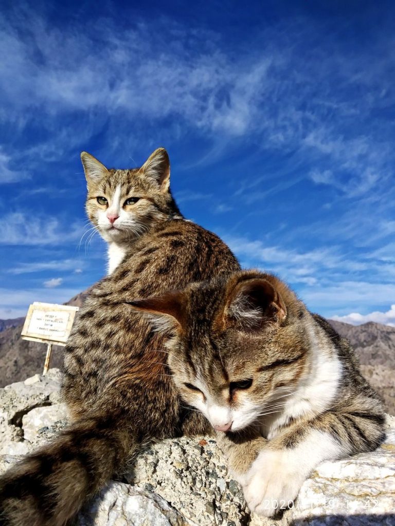 Two cats basking in the sunlight with a scenic view of Türkiye's landscape.