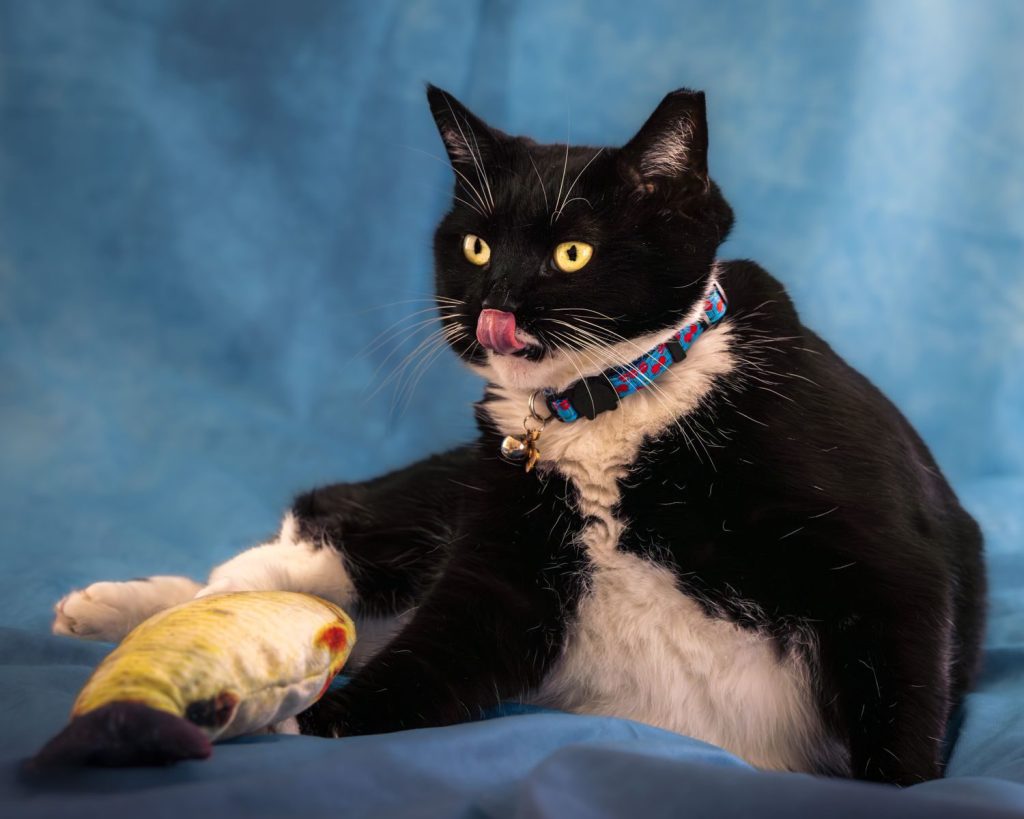 A playful black and white cat with a colorful collar sits with a toy fish against a blue backdrop.