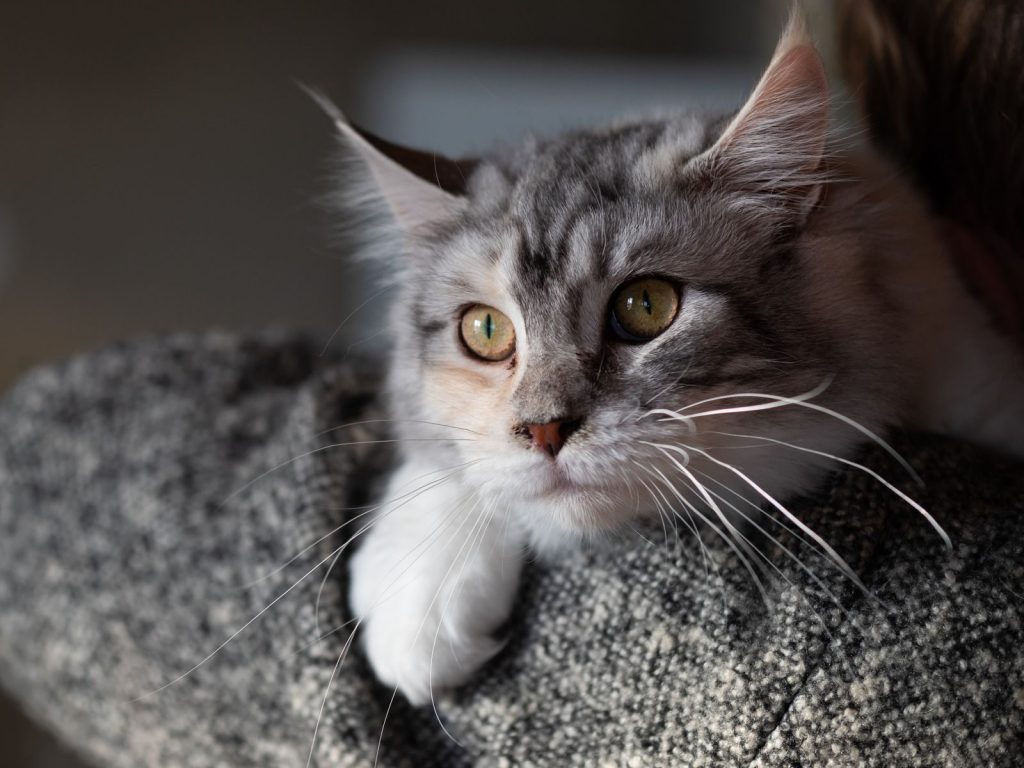 Intimate close-up of a fluffy gray cat with alert eyes resting comfortably indoors.