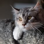 Intimate close-up of a fluffy gray cat with alert eyes resting comfortably indoors.