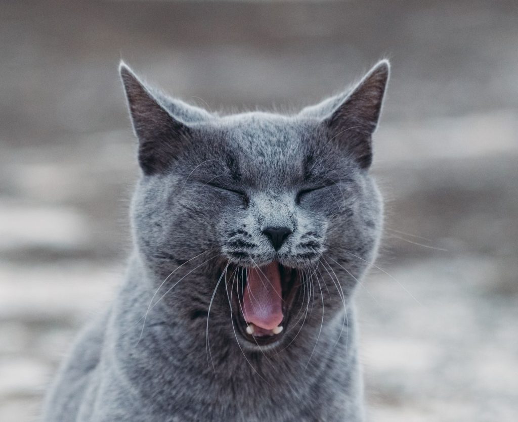 A close-up of a yawning gray cat with blurred background, showcasing its fur texture and expression.