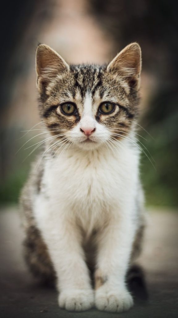 Adorable tabby kitten sitting outdoors looking curiously at the camera.