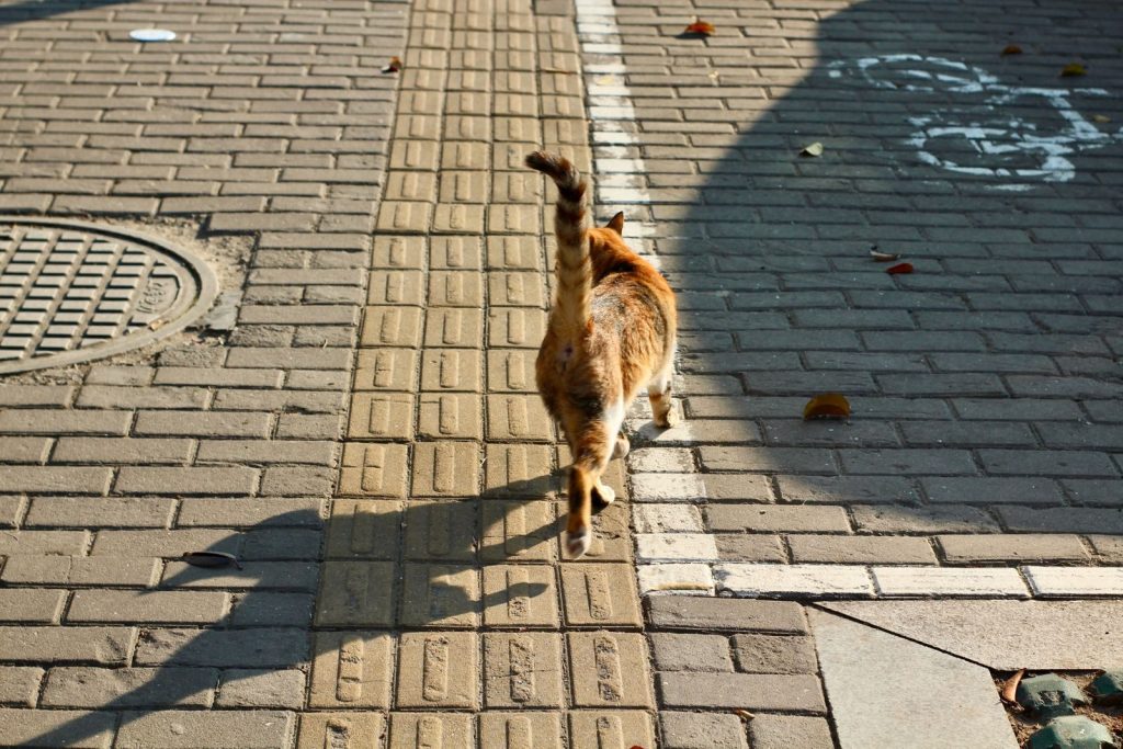 A ginger tabby cat walks along a patterned pavement under sunlight, casting a shadow.
